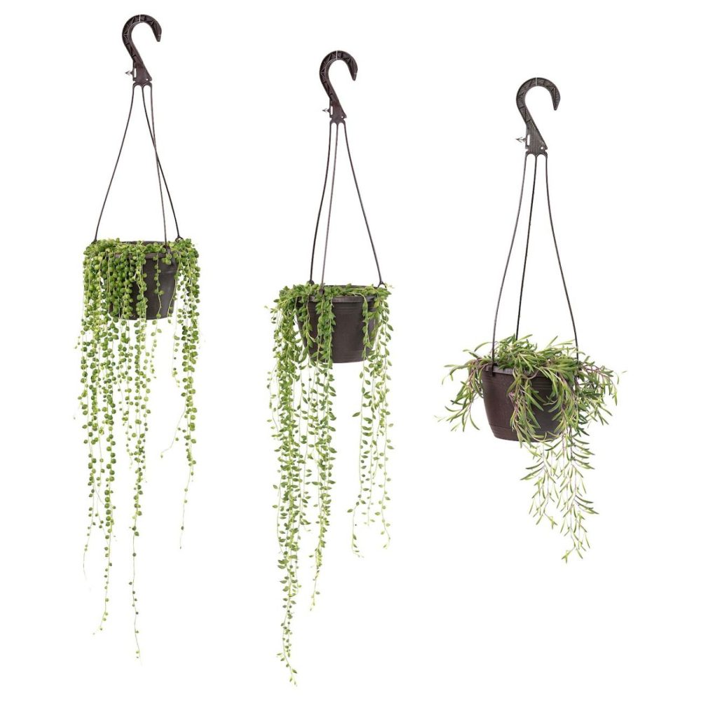 Hanging Plant, Assorted Species Plants Living Plants For Home