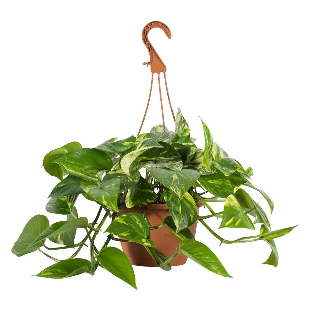 Hanging Plant, Assorted Species Plants Golden Pothos Living Plants For Home