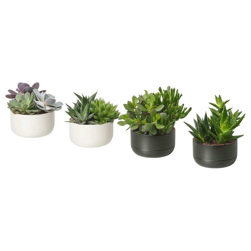 Plant With Pot, Arrangement/Assorted Species Plants Living Plants For Home