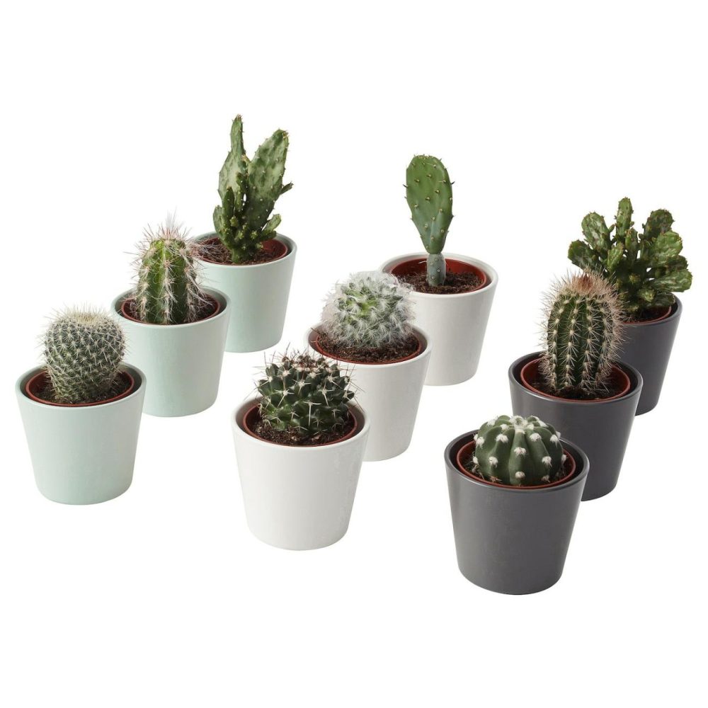 Plant With Pot, Cactus/Assorted Species Plants Living Plants For Home