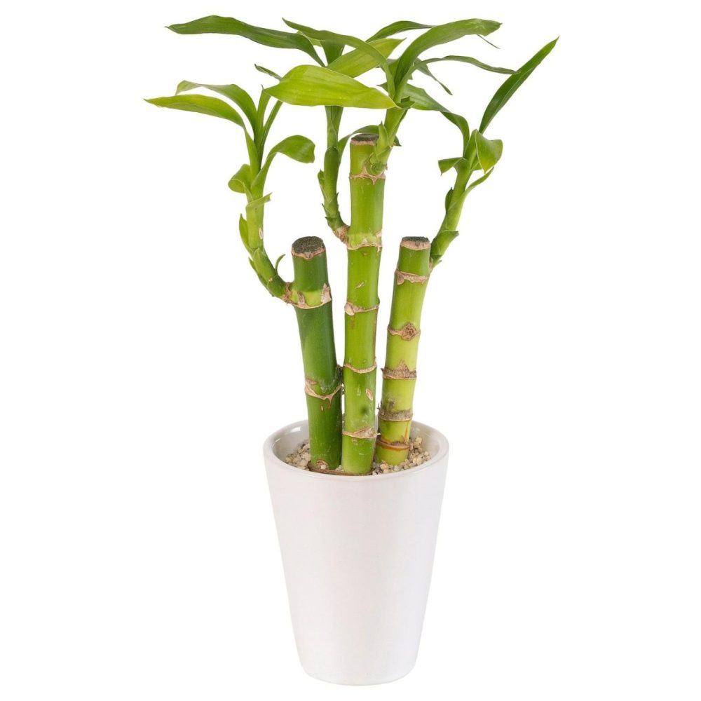 Plant With Pot, Lucky Bamboo Living Plants For Home