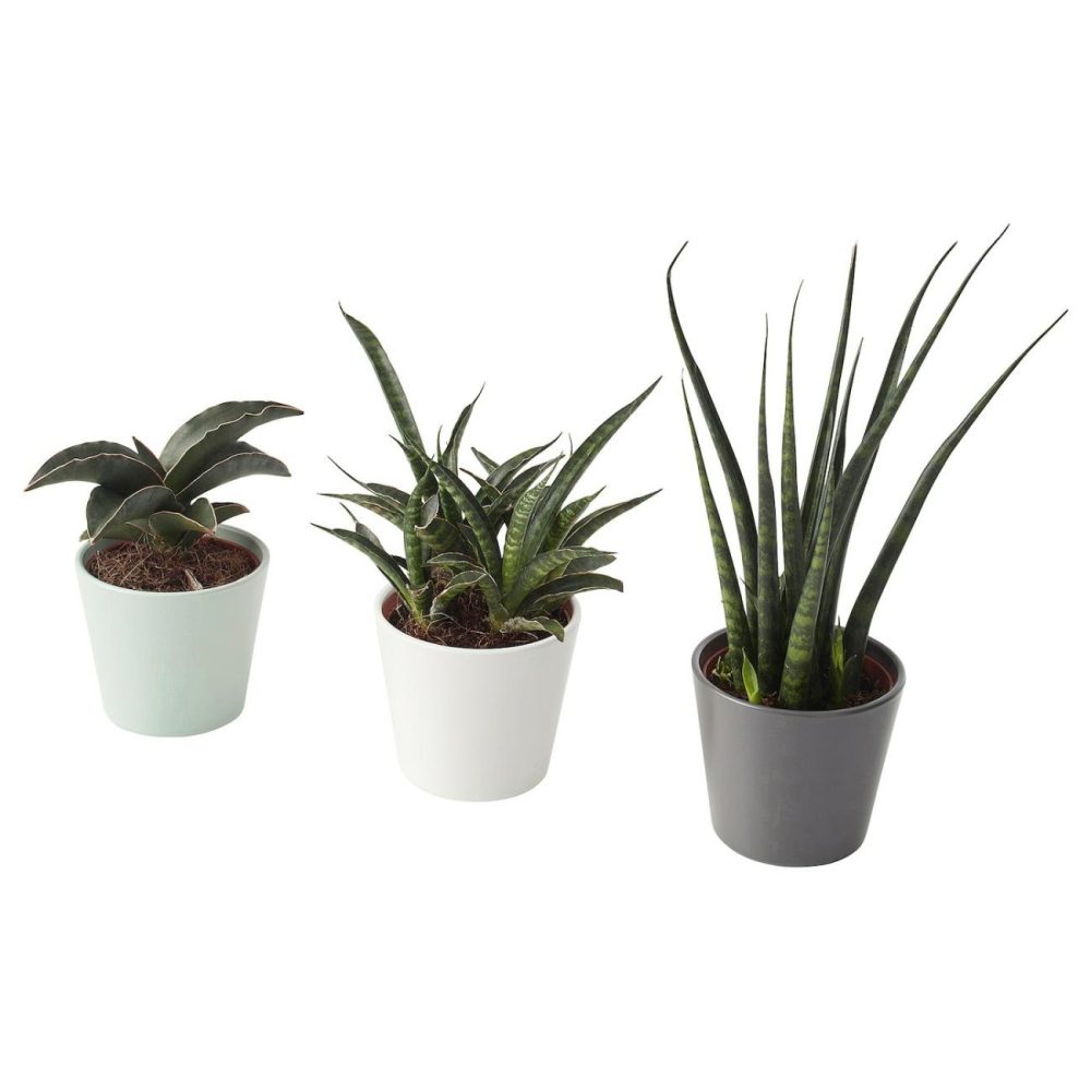 Plant With Pot, Snake Plant Assorted Colors Living Plants For Home