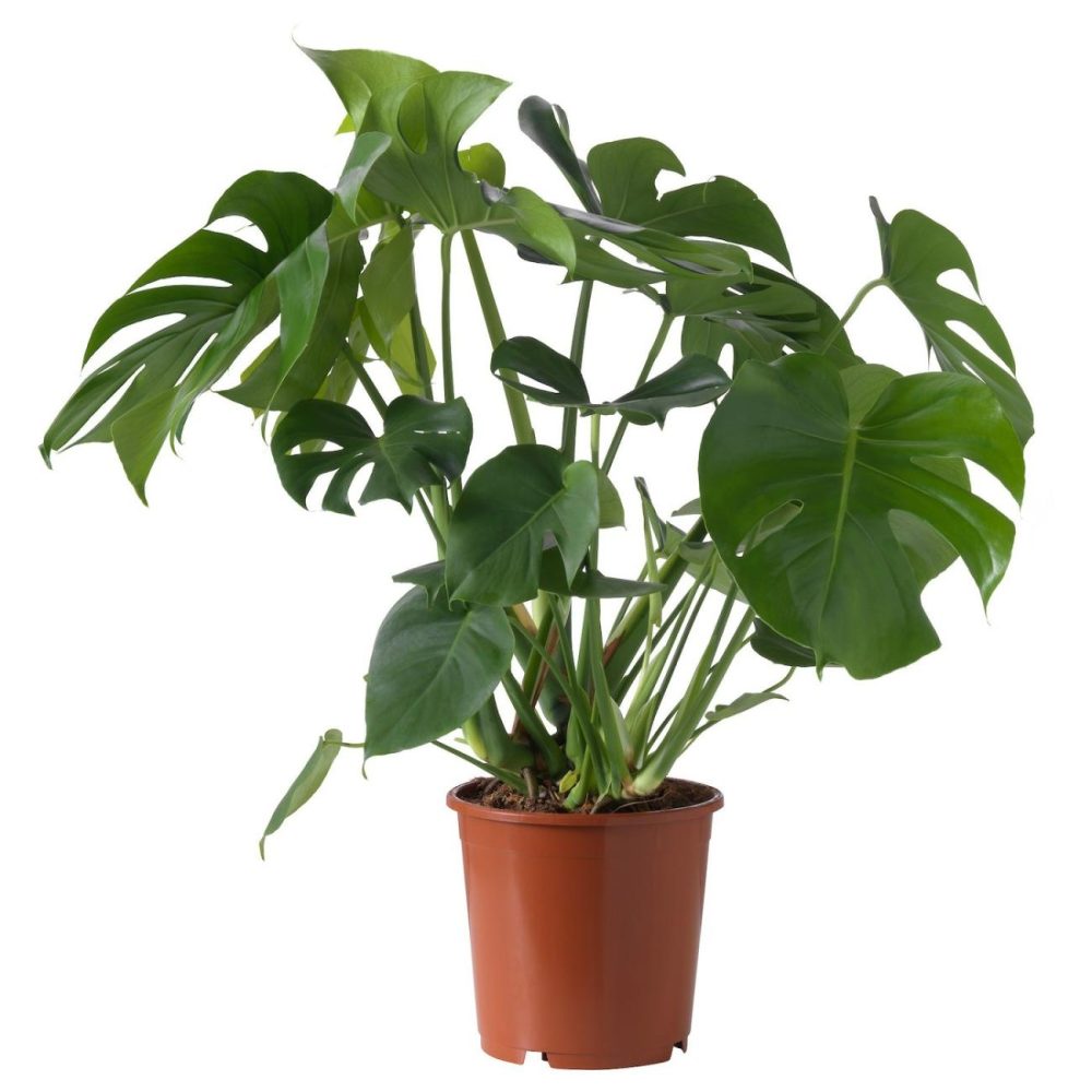 Potted Plant Living Plants For Home