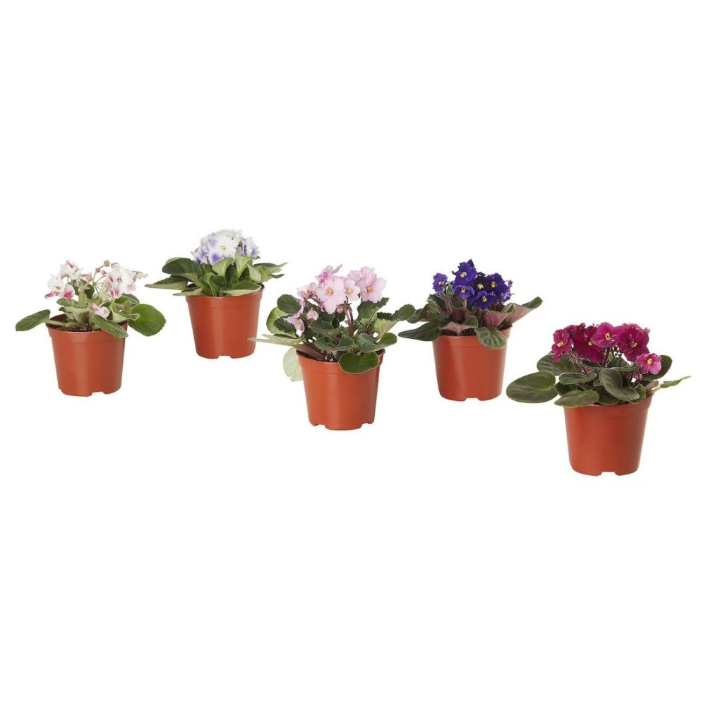 Potted Plant, African Violet Living Plants For Home