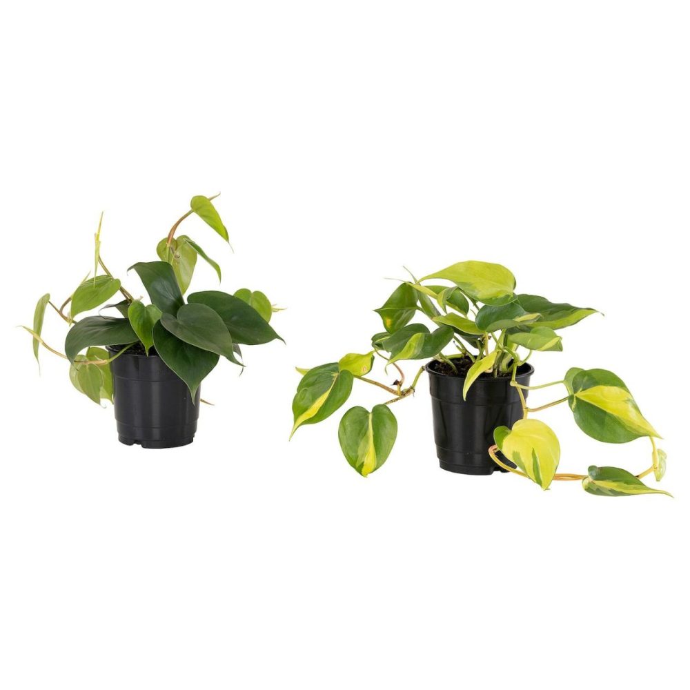 Potted Plant, Assorted Species Plants Living Plants For Home