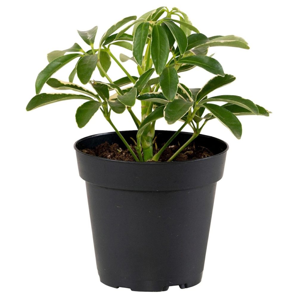 Potted Plant, Assorted Species Plants Living Plants For Home