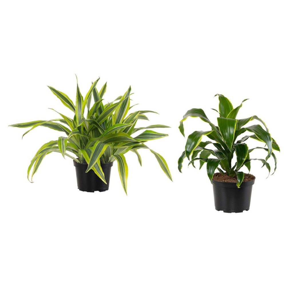 Potted Plant, Assorted Species Plants Living Plants For Home