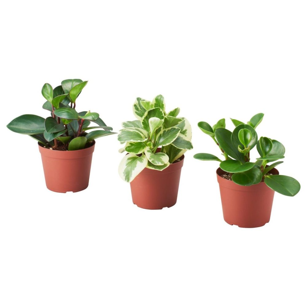 Potted Plant, Assorted Species Plants Living Plants For Home