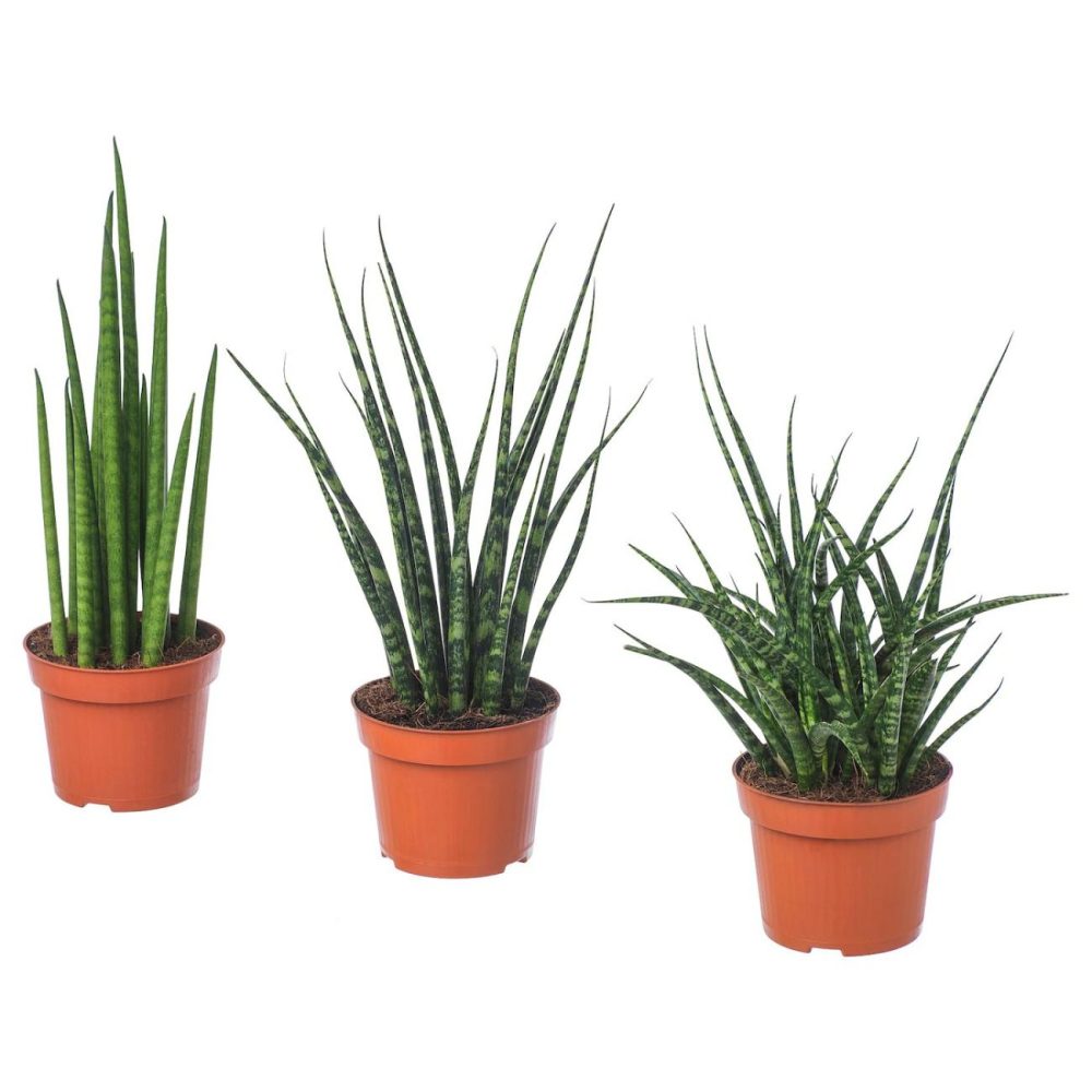 Potted Plant, Assorted Species Plants Living Plants For Home