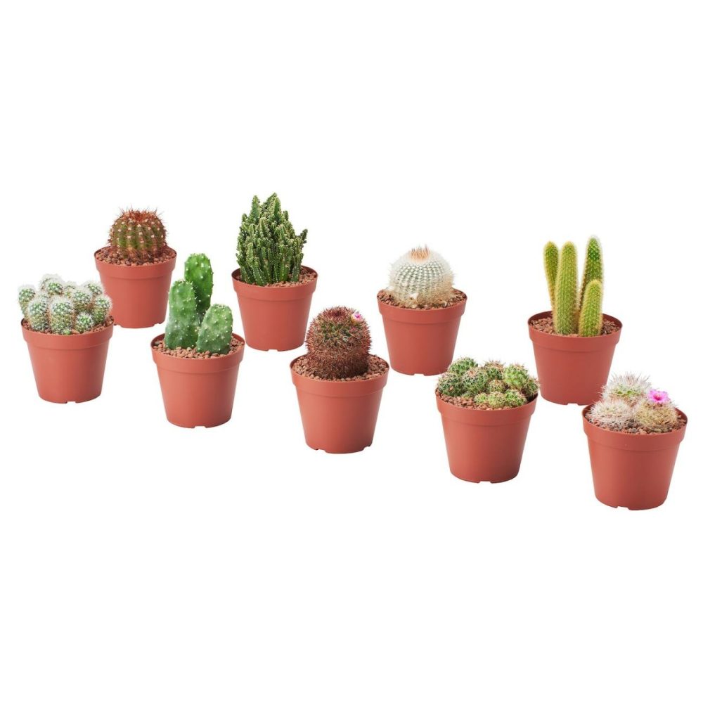 Potted Plant, Assorted Species Plants Cactus Living Plants For Home