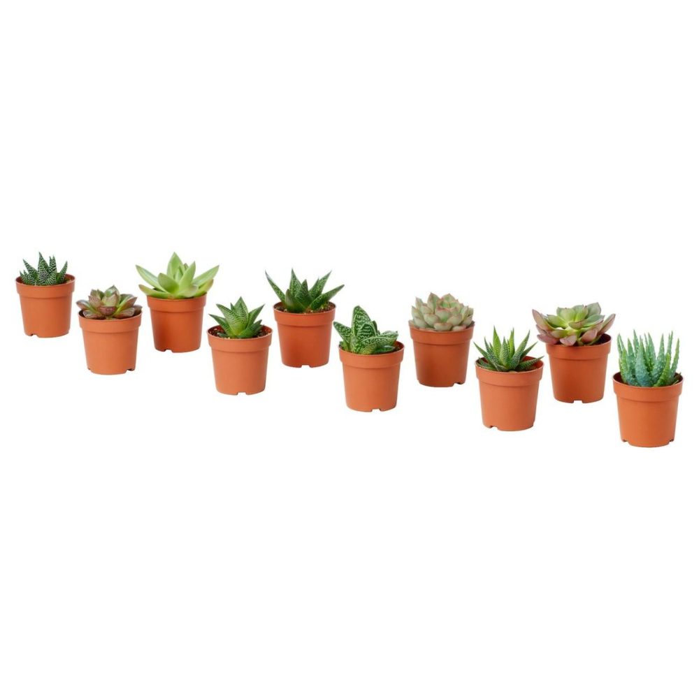 Potted Plant, Assorted Species Plants/Succulent Living Plants For Home