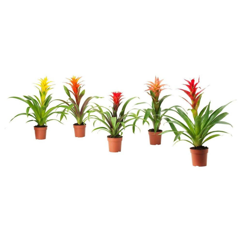 Potted Plant, Bromeliad Living Plants For Home