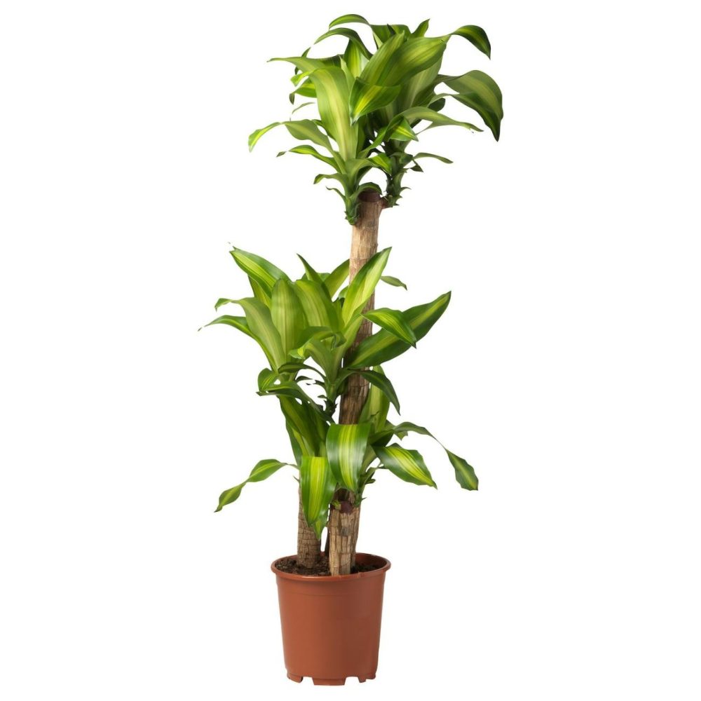 Potted Plant, Dom Plant/3-Stem Living Plants For Home