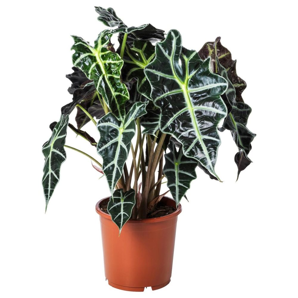 Potted Plant, Elephant Ear Living Plants For Home