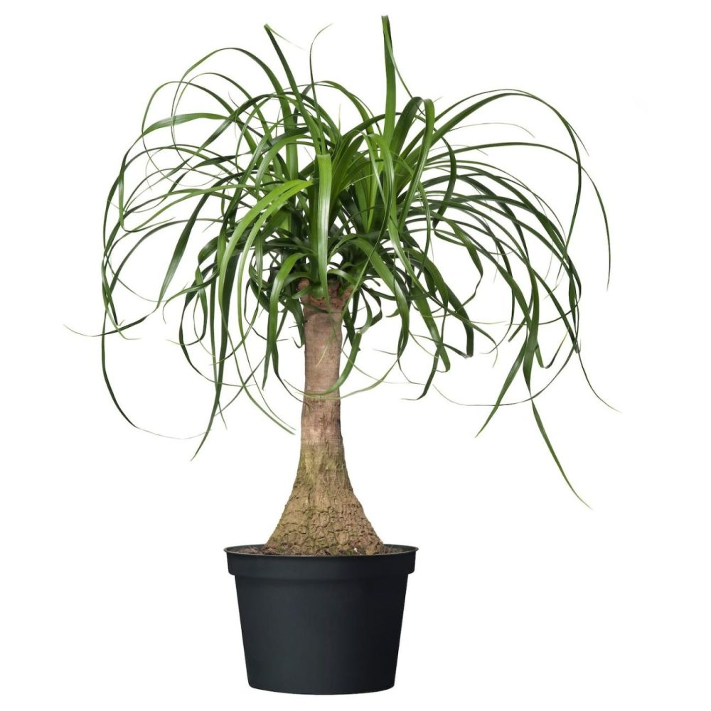 Potted Plant, Elephant’s Foot Living Plants For Home