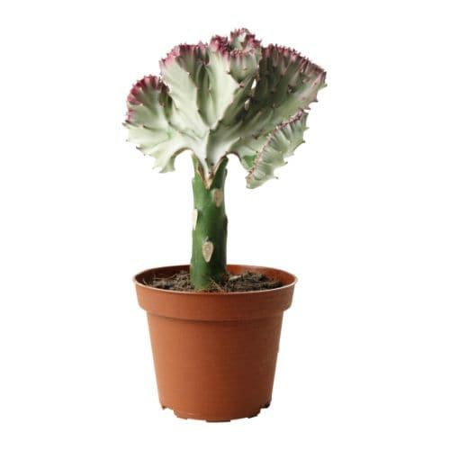 Potted Plant, Elkhorn Living Plants For Home