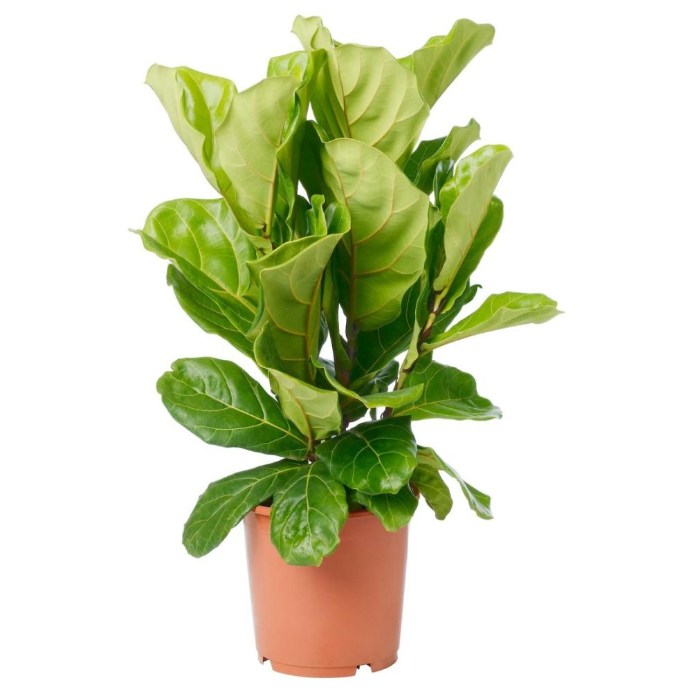 Potted Plant, Fiddle-Leaf Fig Living Plants For Home