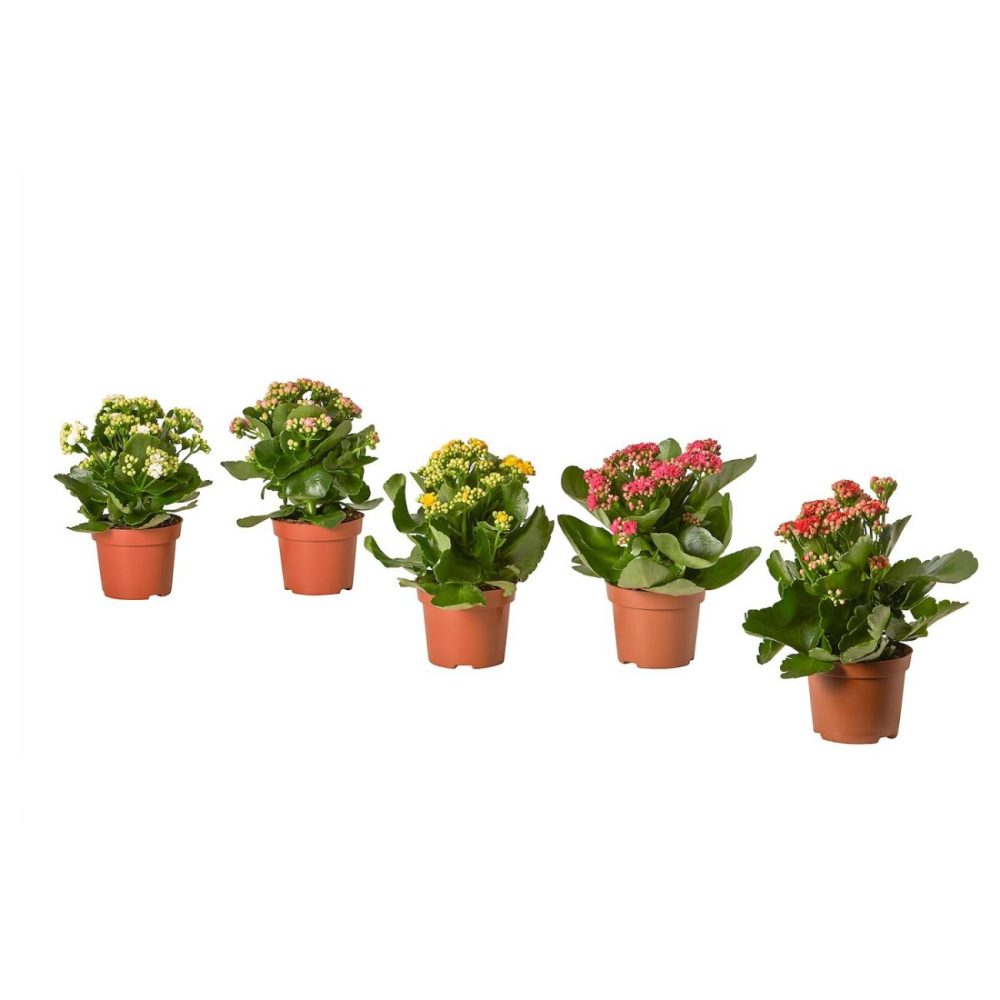 Potted Plant, Flaming Katy/Assorted Colors Living Plants For Home