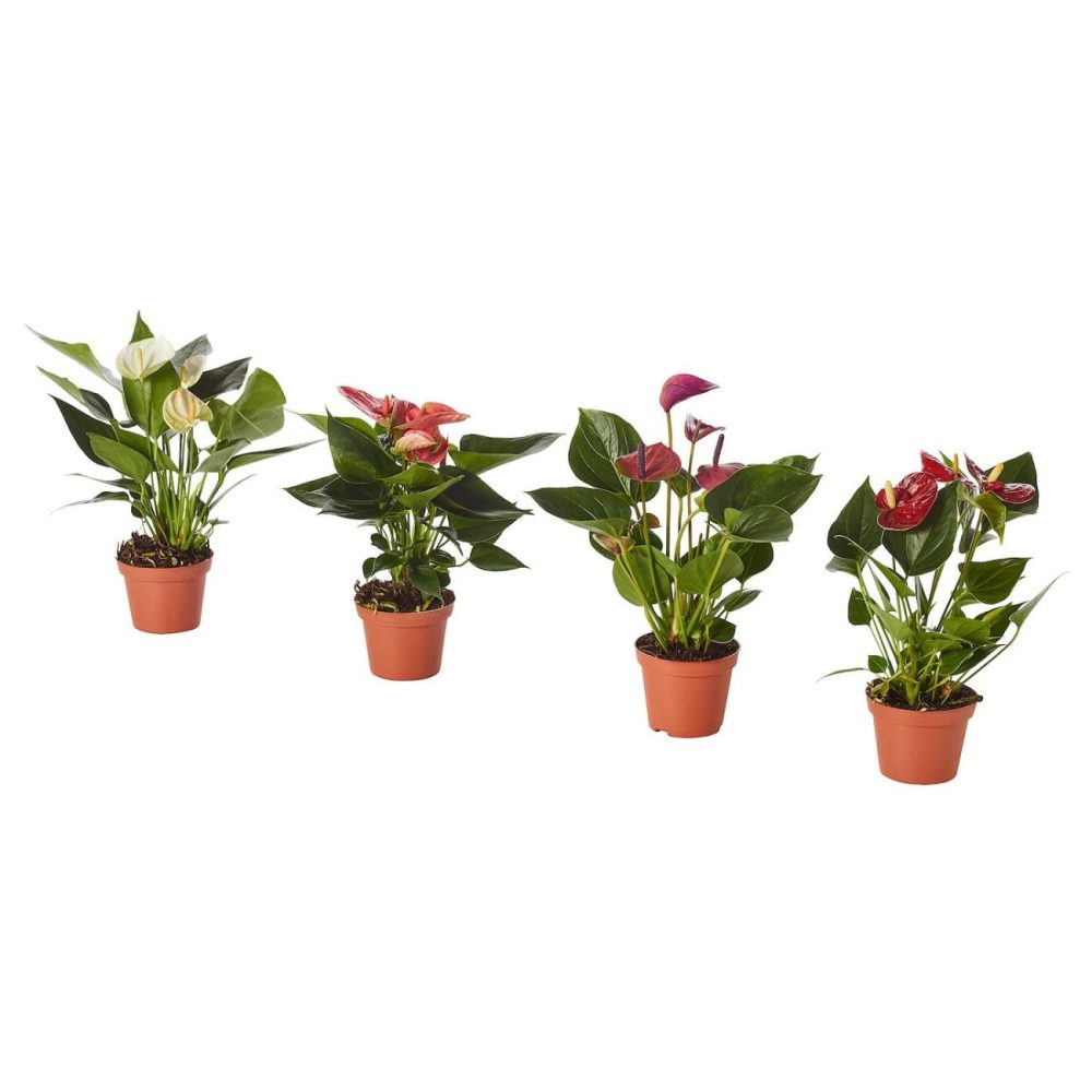 Potted Plant, Flamingo Plant Assorted Colors Living Plants For Home