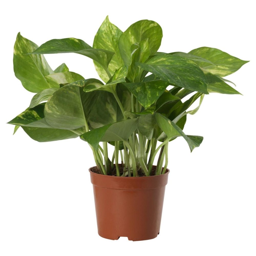 Potted Plant, Golden Pothos Living Plants For Home