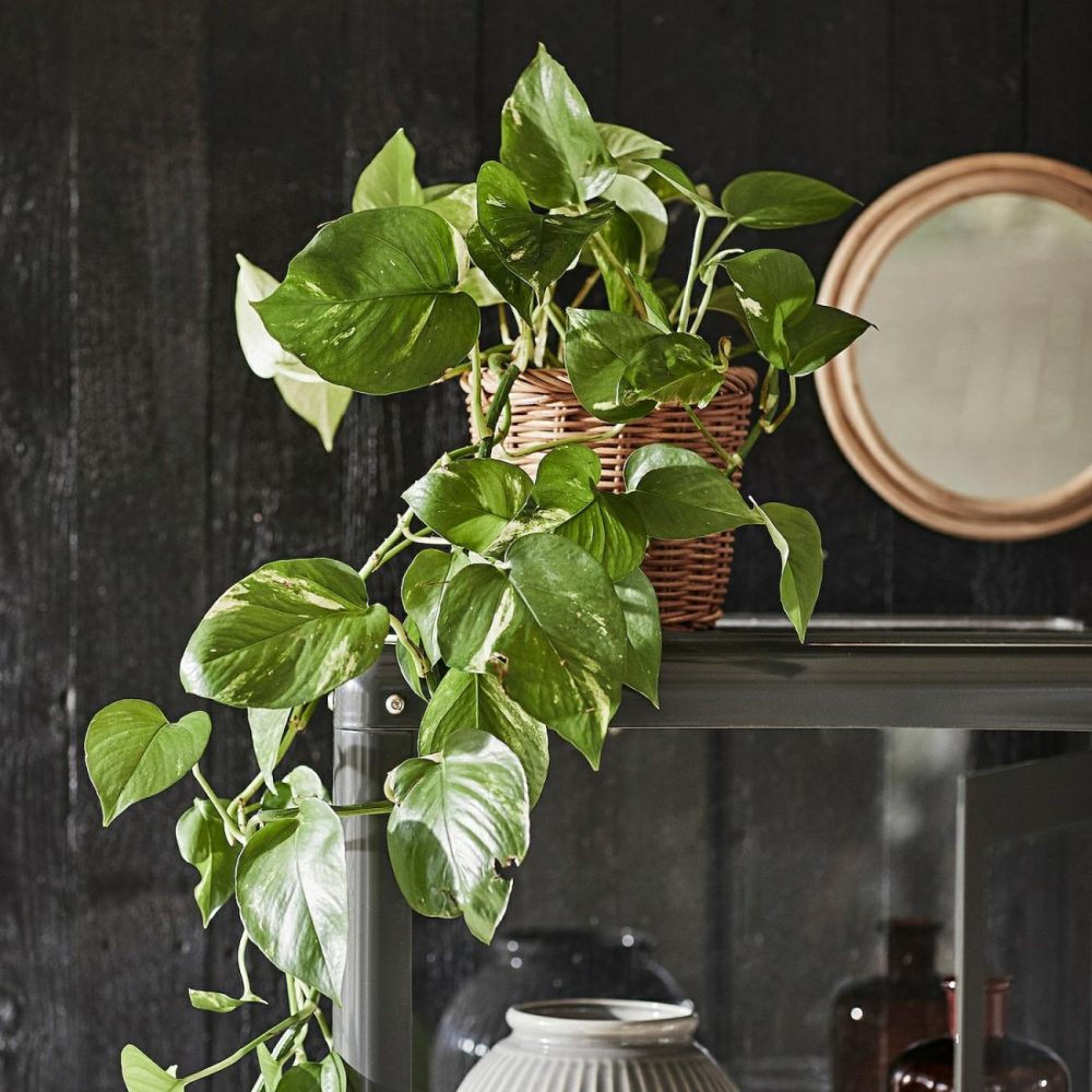 Potted Plant, Golden Pothos Living Plants For Home