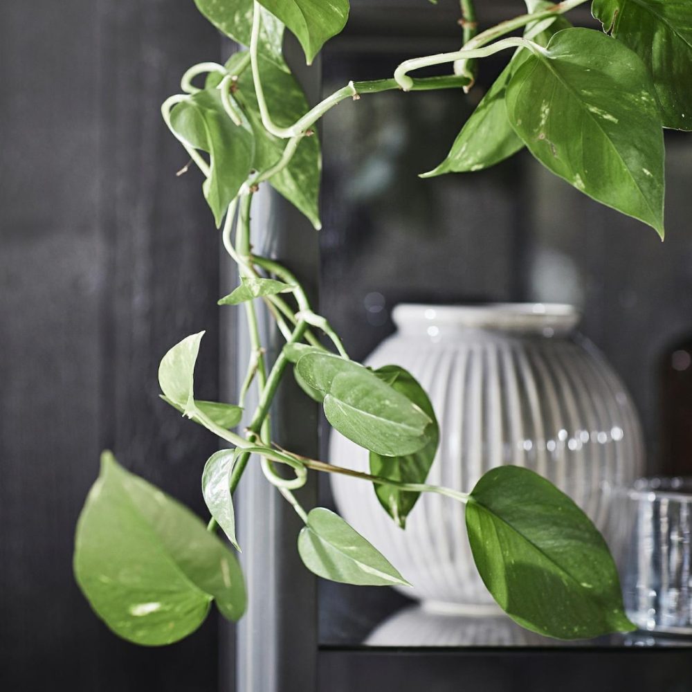 Potted Plant, Golden Pothos Living Plants For Home