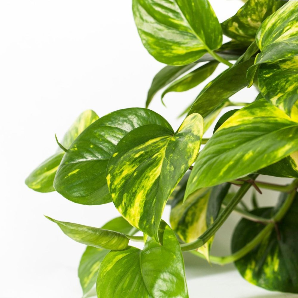 Potted Plant, Golden Pothos Living Plants For Home