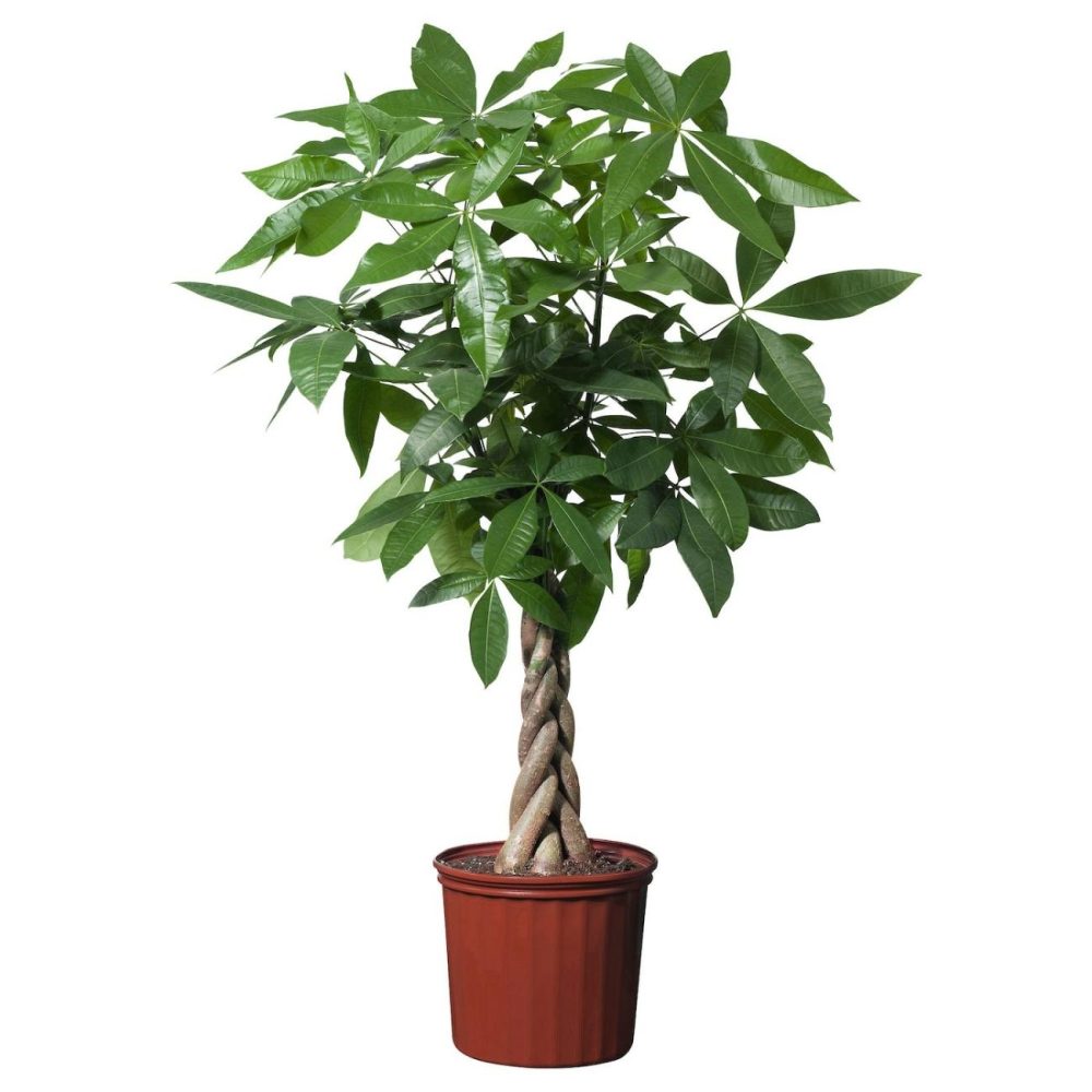 Potted Plant, Guinea Chestnut Living Plants For Home