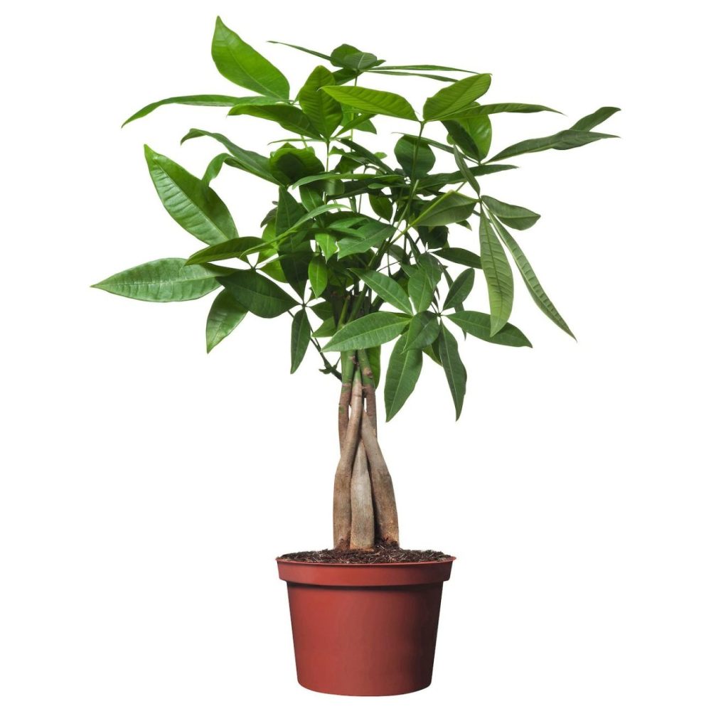 Potted Plant, Guinea Chestnut Living Plants For Home