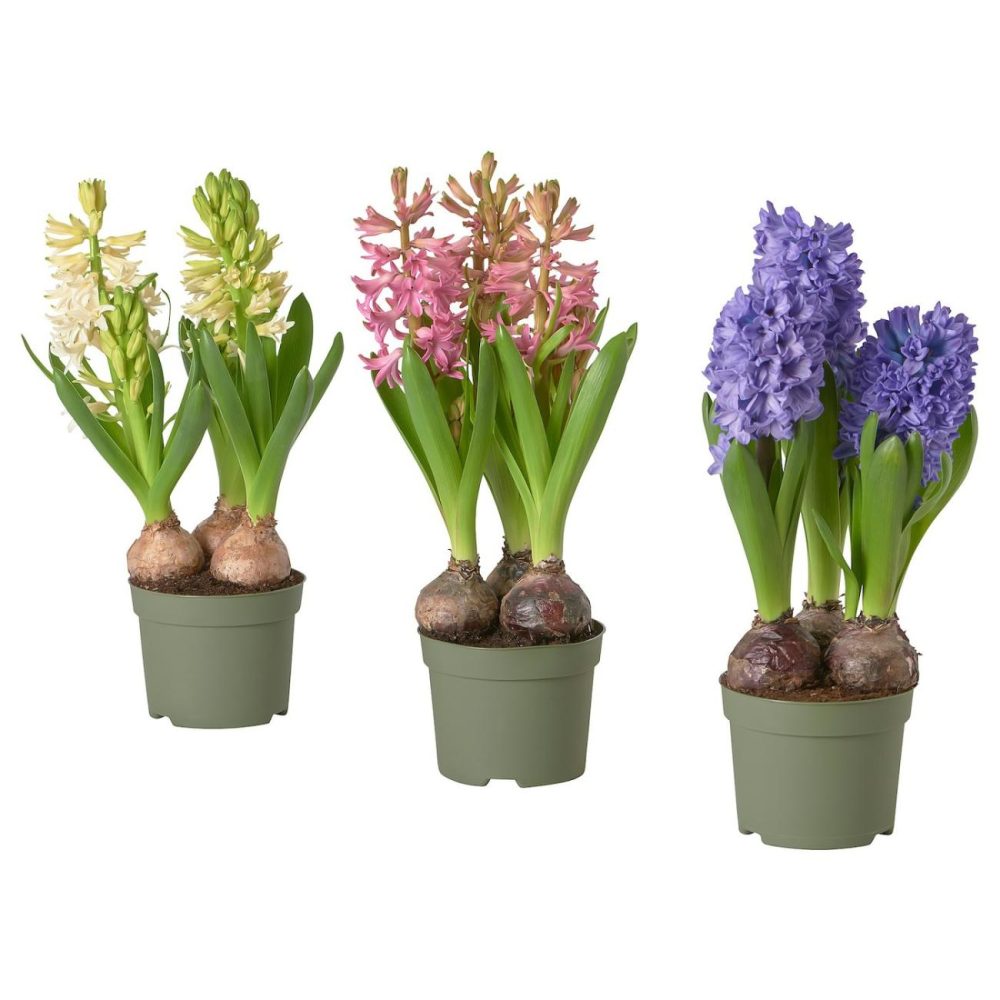 Potted Plant, Hyacinth/Assorted Colors Living Plants For Home