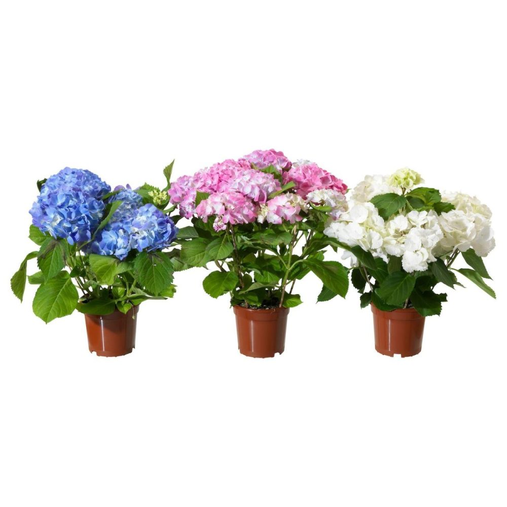 Potted Plant, Hydrangea Assorted Colors Living Plants For Home