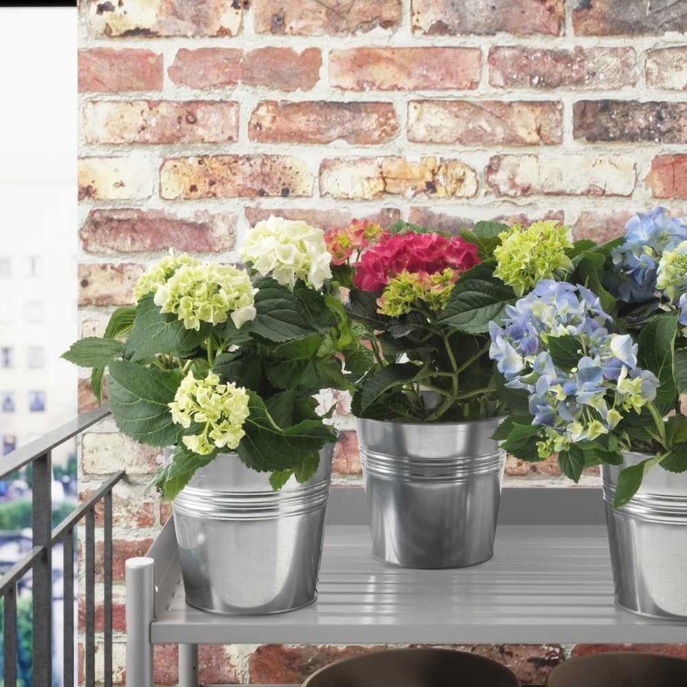 Potted Plant, Hydrangea Assorted Colors Living Plants For Home