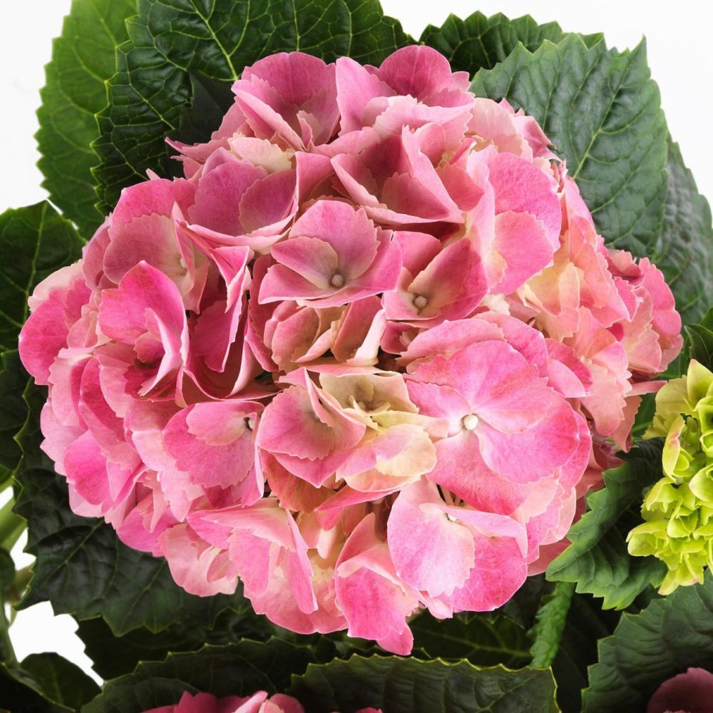 Potted Plant, Hydrangea Assorted Colors Living Plants For Home