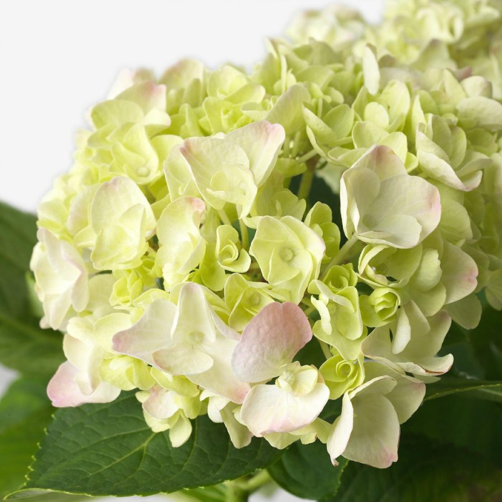 Potted Plant, Hydrangea Assorted Colors Living Plants For Home