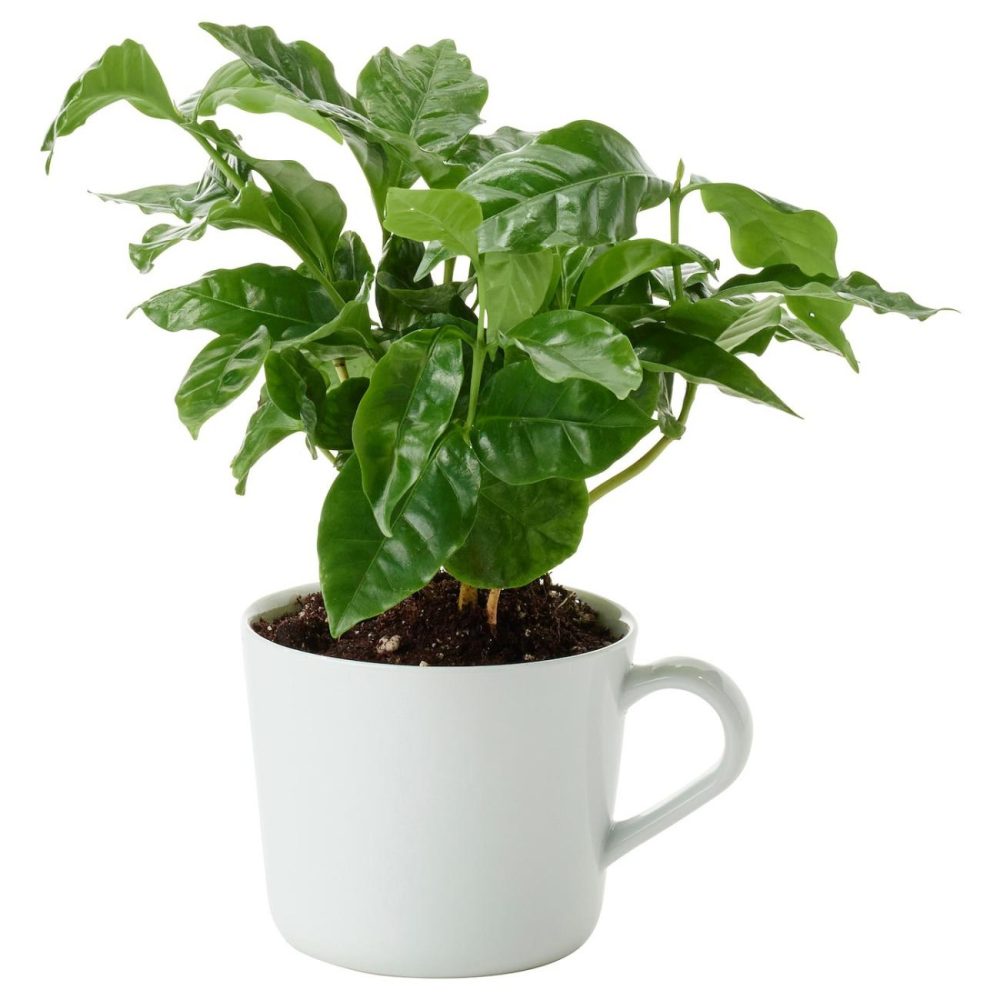 Potted Plant In Mug, Coffee Plant Living Plants For Home