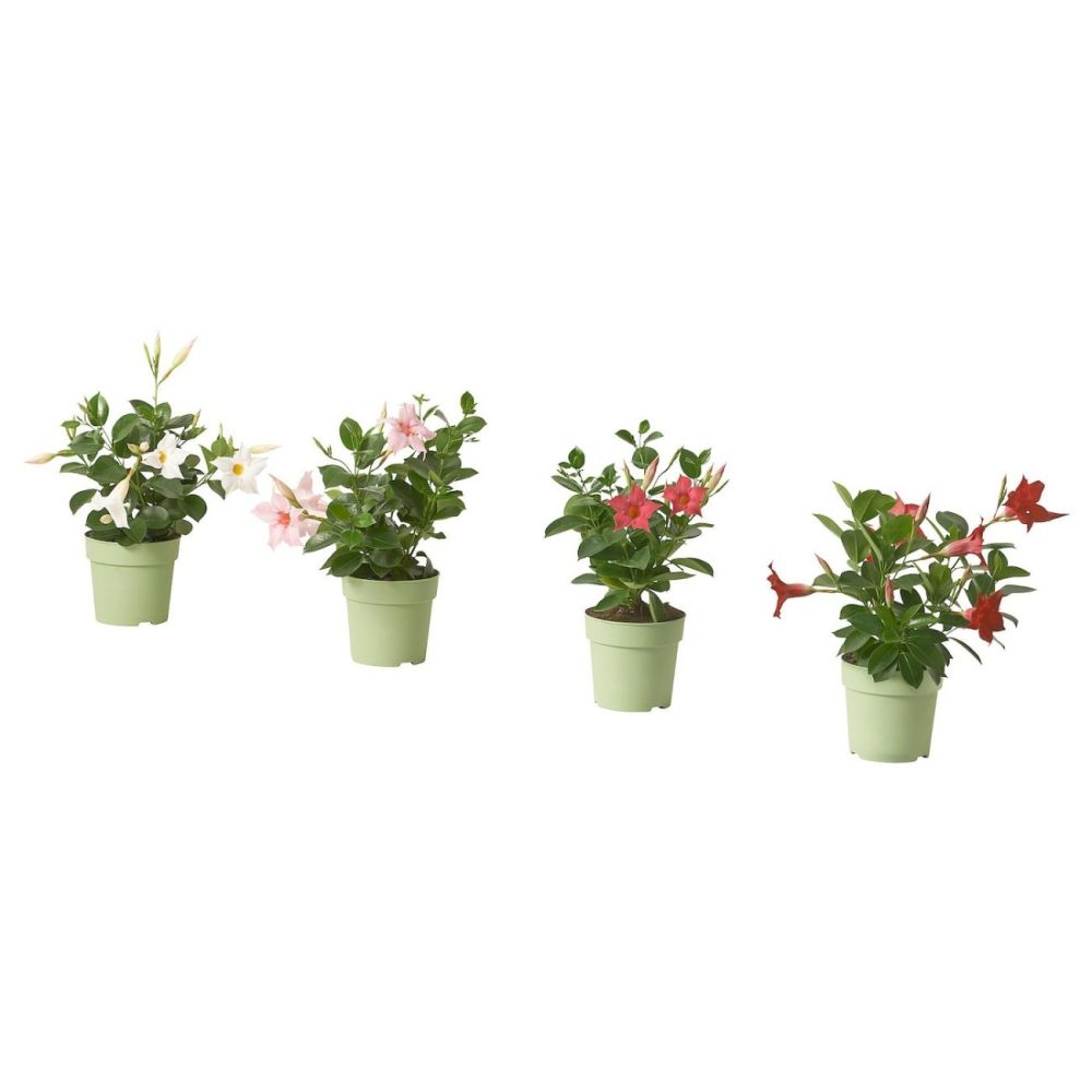 Potted Plant, Mandevilla Assorted Species Plants Living Plants For Home