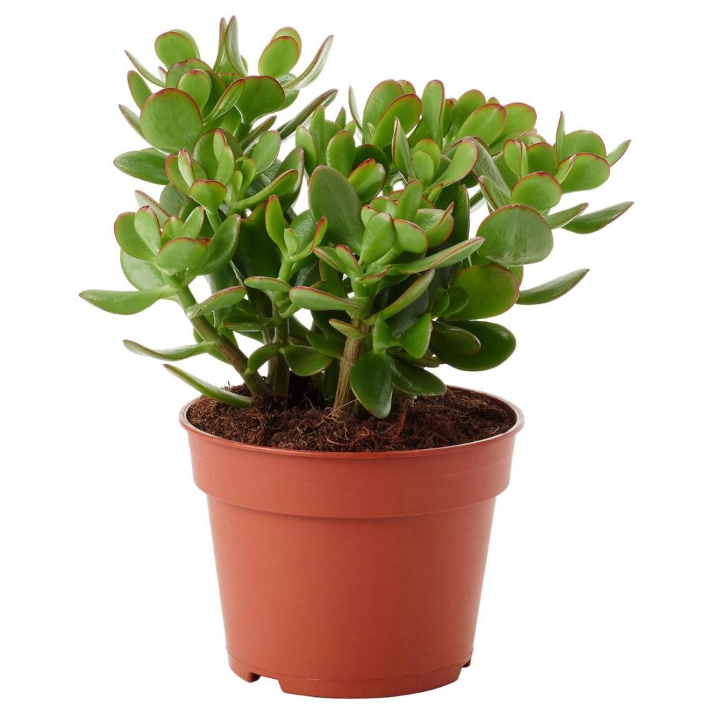 Potted Plant, Money Tree Living Plants For Home