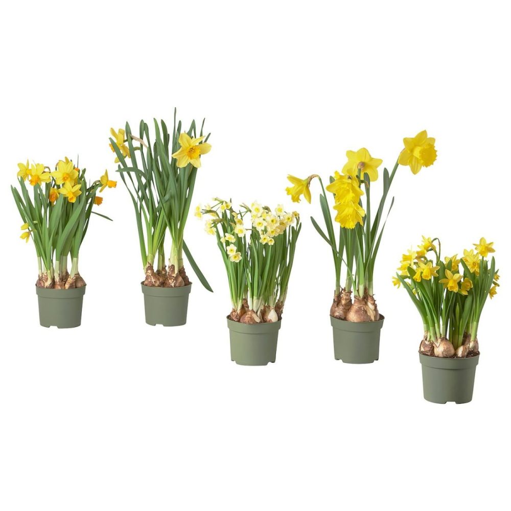 Potted Plant, Narcissus Living Plants For Home