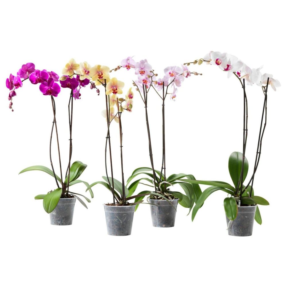 Potted Plant, Orchid/2-Stem Assorted Species Plants Living Plants For Home