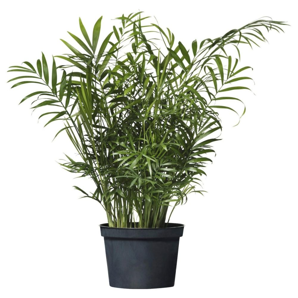 Potted Plant, Parlor Palm Living Plants For Home