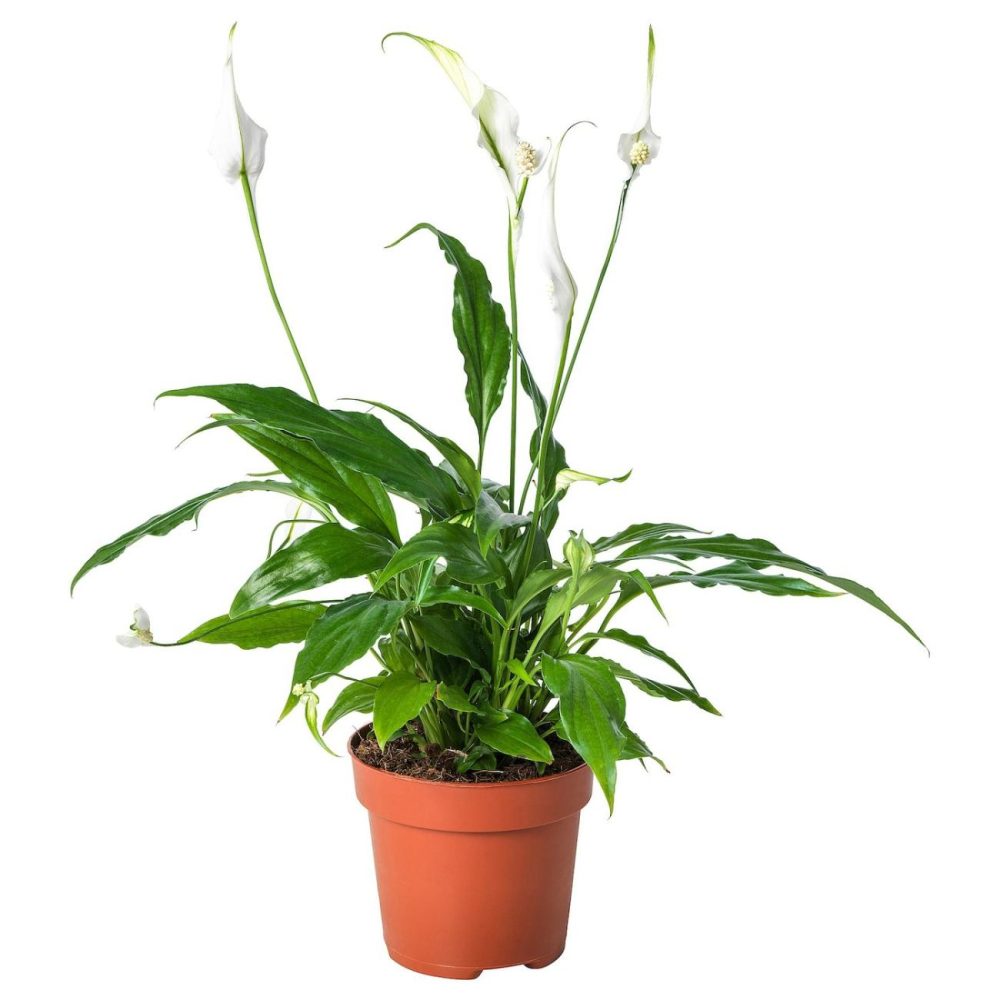 Potted Plant, Peace Lily Living Plants For Home