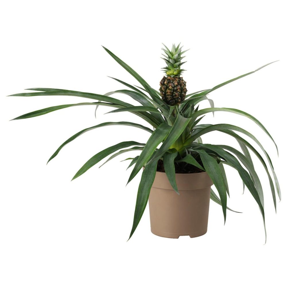 Potted Plant, Pineapple Living Plants For Home