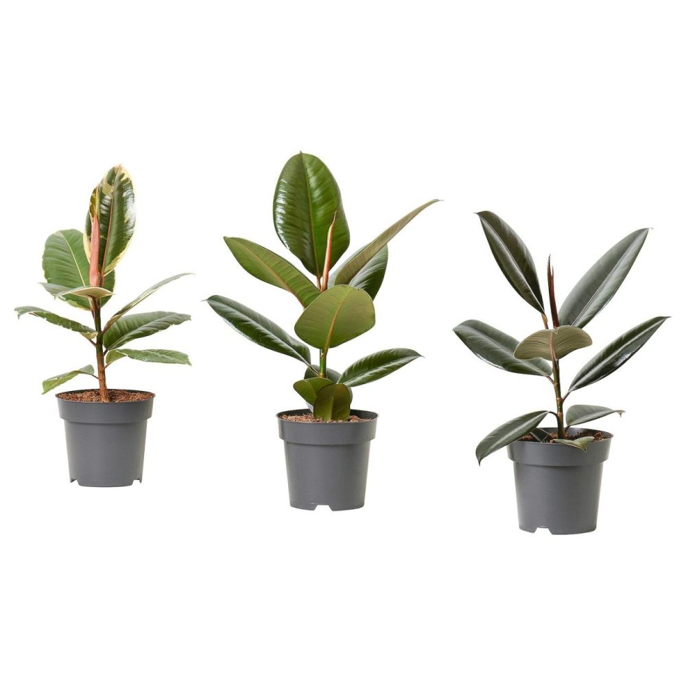 Potted Plant, Rubber Plant/Assorted Colors Living Plants For Home