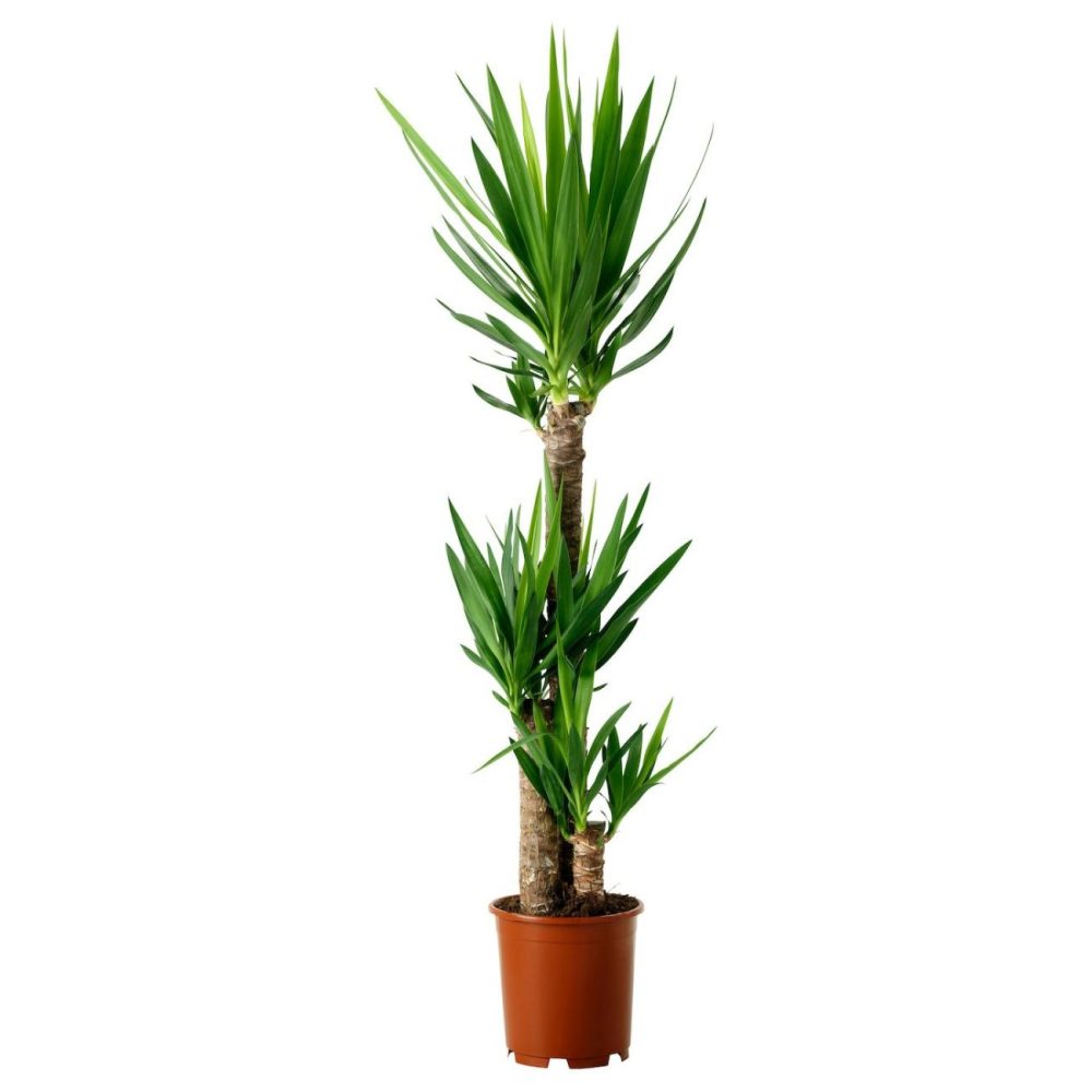 Potted Plant, Spineless Yucca/3-Stem Living Plants For Home