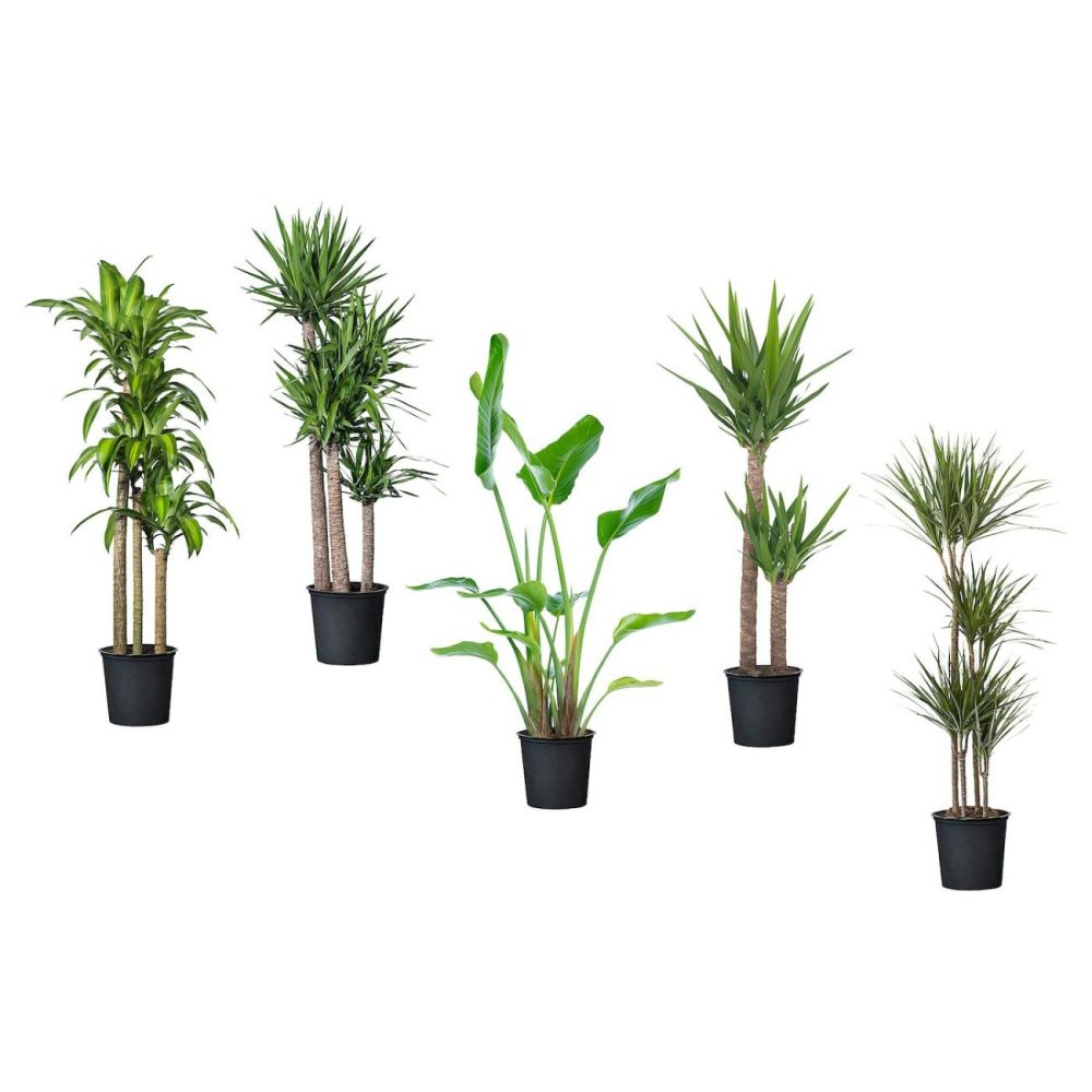 Potted Plant, Tropical Plant/Assorted Species Plants Living Plants For Home