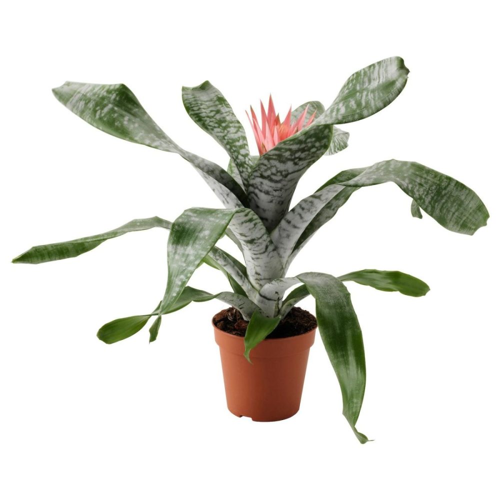 Potted Plant, Urn Plant Living Plants For Home