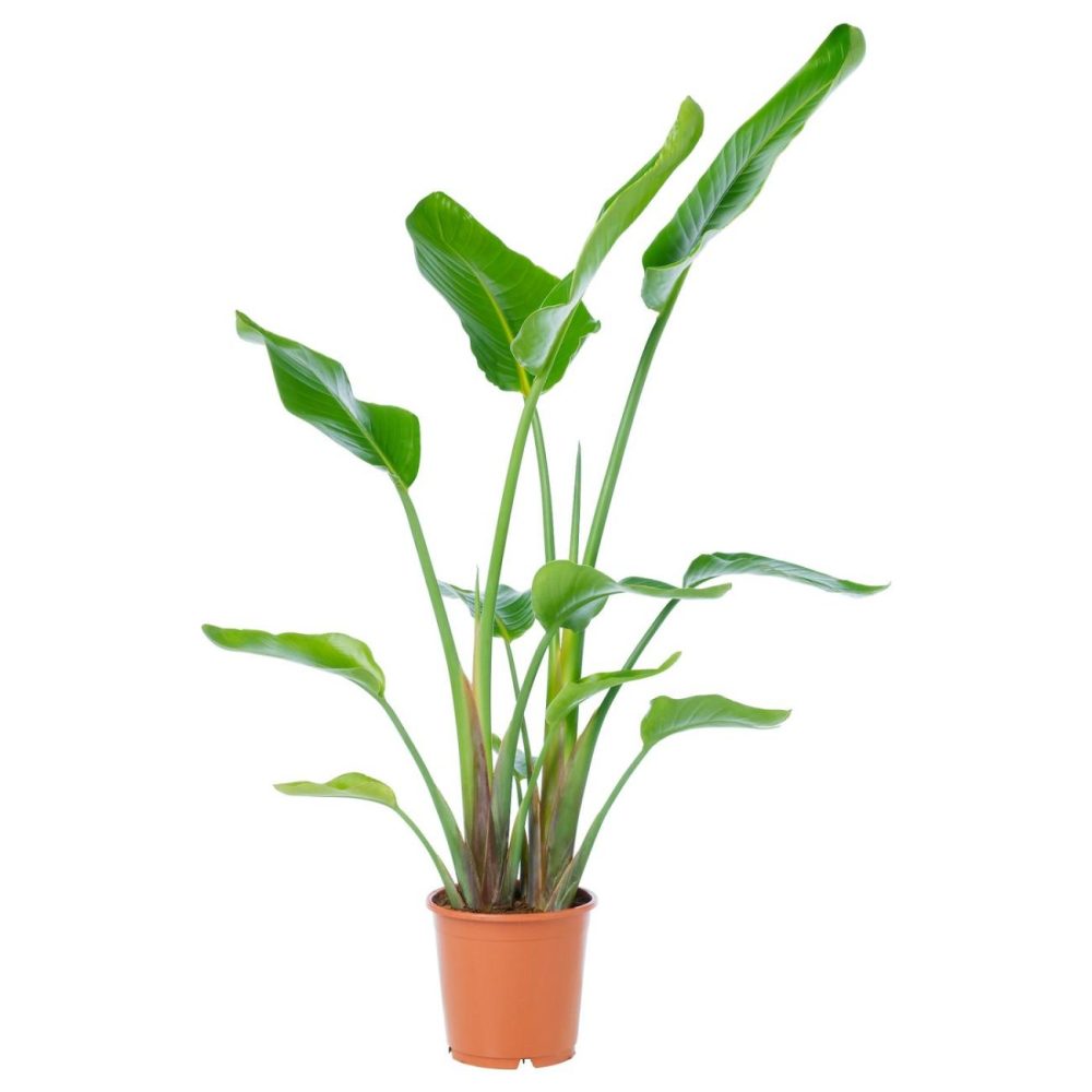 Potted Plant, White Bird Of Paradise Living Plants For Home