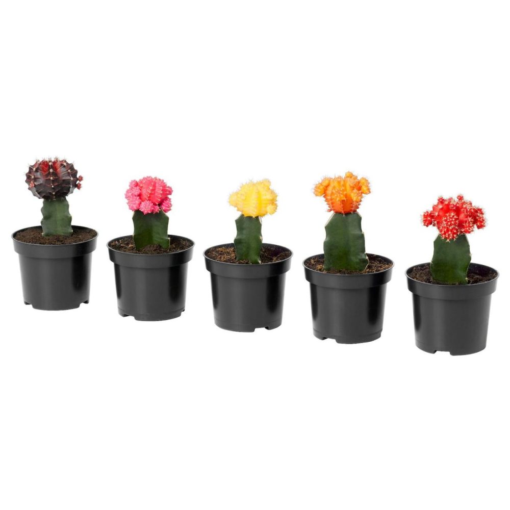 Potted Plant, Grafted Cactus Living Plants For Home