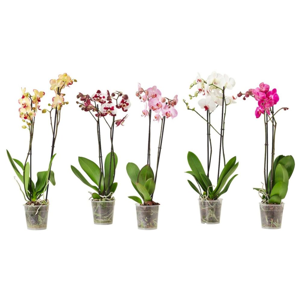 Potted Plant, Orchid/2-Stem Assorted Species Plants Outdoor